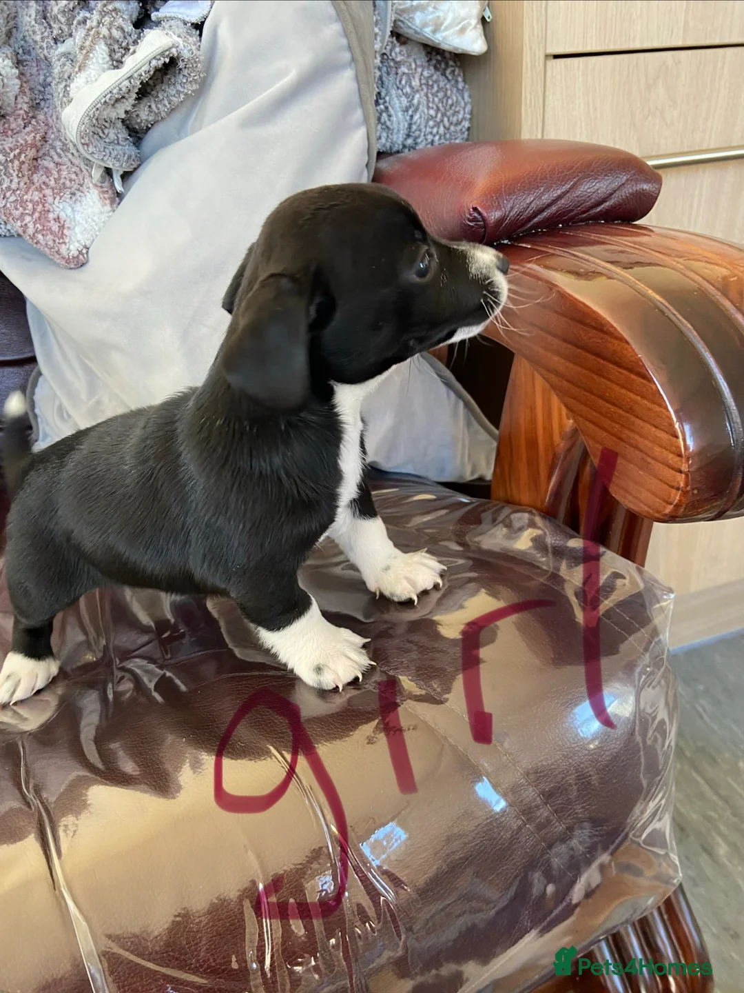 Jack Russell dogs for sale: Jack Russell puppies  - Advert 2