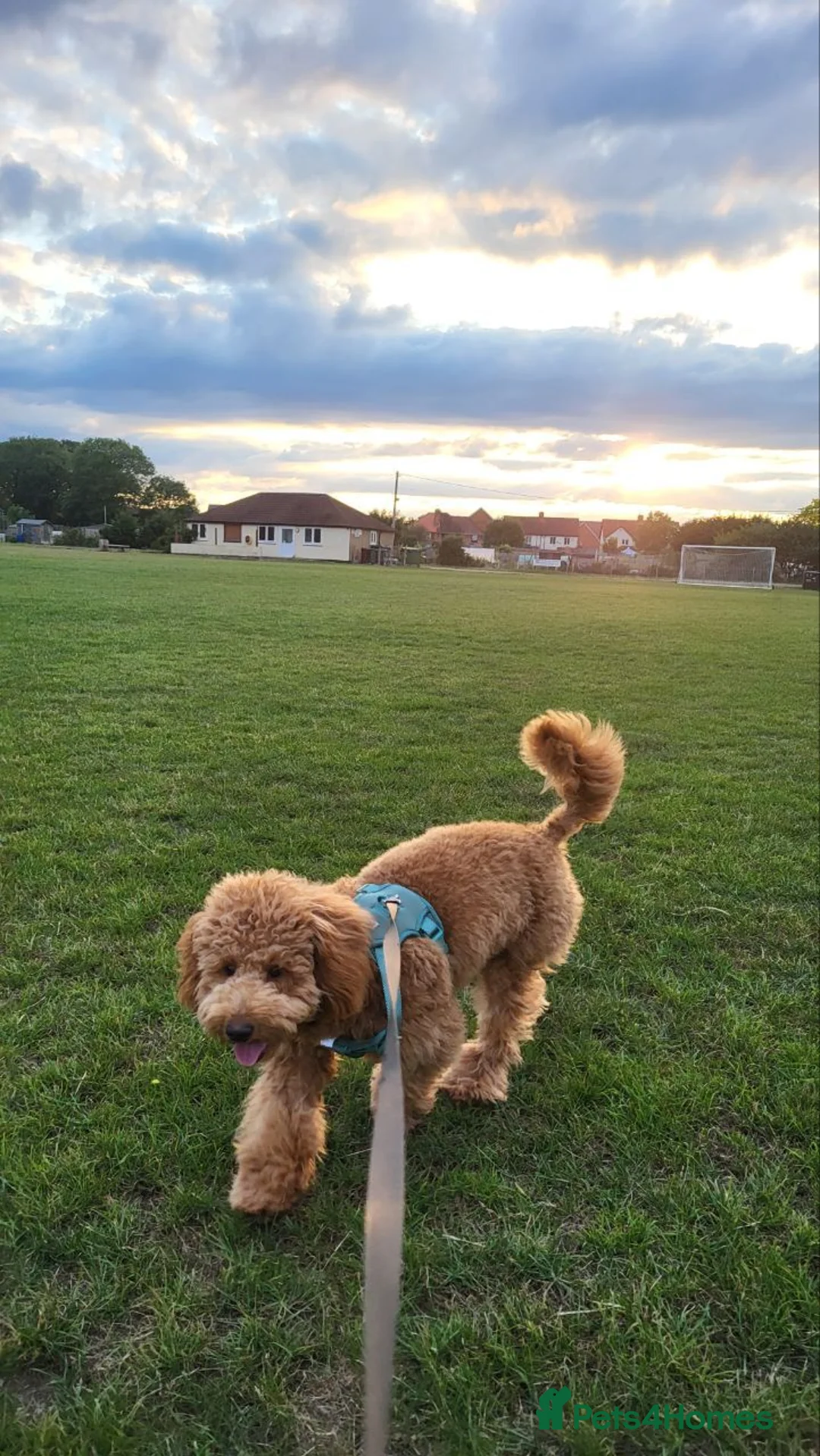 Toy Poodle dogs for sale: Beautiful Apricot Toy Poodle Looking for a Home - Advert 1