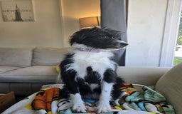 Mixed Breed dogs for adoption: 💖🐶 TOPSY 🐶💖 - Image 3