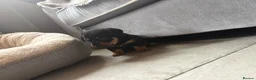Jack Russell dogs for sale: Tan, Black and Tan puppies for sale  in Malton - Advert 2