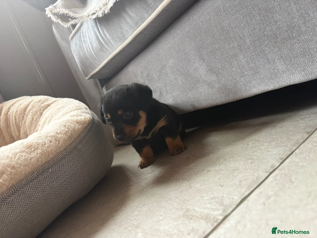 Jack Russell dogs for sale: Tan, Black and Tan puppies for sale  in Malton - Advert 2