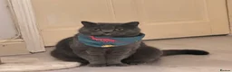 British Shorthair cats for sale: British shorthair for sale  in Birmingham - Advert 13