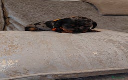 Miniature Dachshund dogs for sale: Ready now beautiful miniature dachshund pups - Image 16