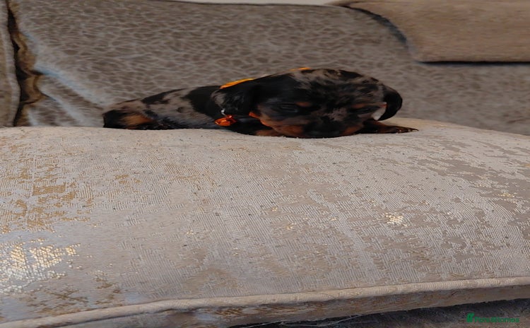 Miniature Dachshund dogs - Advert 14