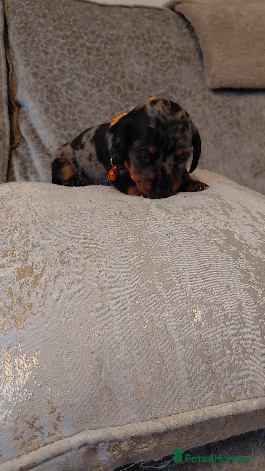Miniature Dachshund dogs for sale: Ready now beautiful miniature dachshund pups - Image 16