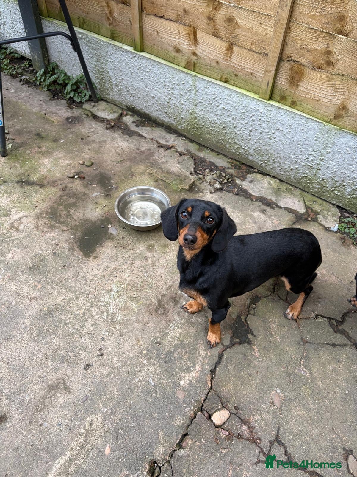 Dachshund dogs Dachshund frankie! - Advert 3