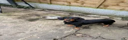 Dachshund dogs for sale: Dachshund frankie! - Advert 1