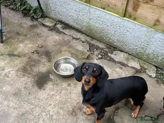 Dachshund dogs Dachshund frankie! - Advert 3