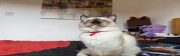 Ragdoll cats for sale: Ragdoll Kittens for Sale - Advert 21