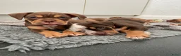 Old Tyme Bulldog dogs for sale: 8 OLD TYME BULLDOGS FOR SALE in London - Advert 6