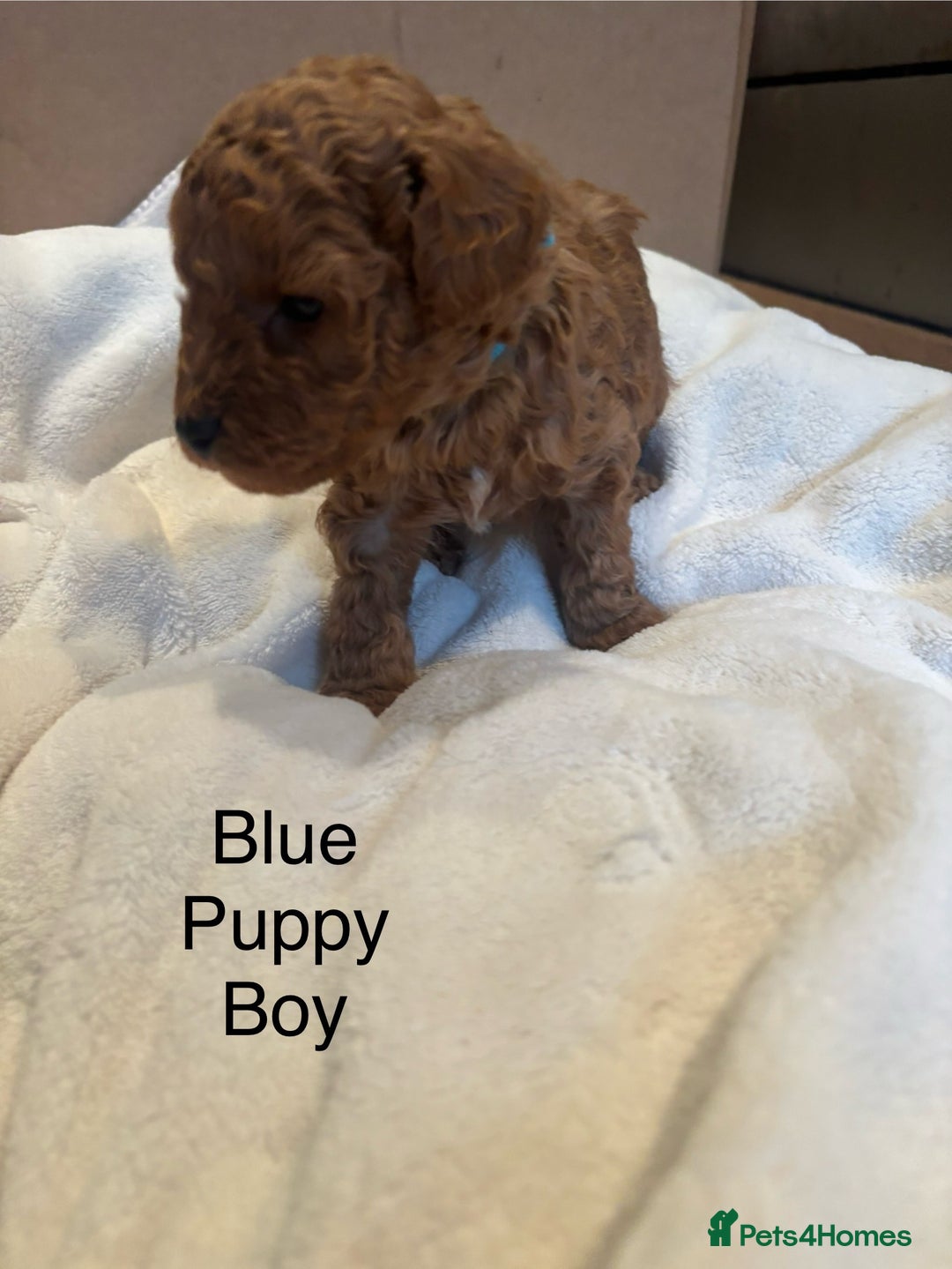 Miniature Poodle dogs for sale: KC Registered red miniature poodles  - Advert 30