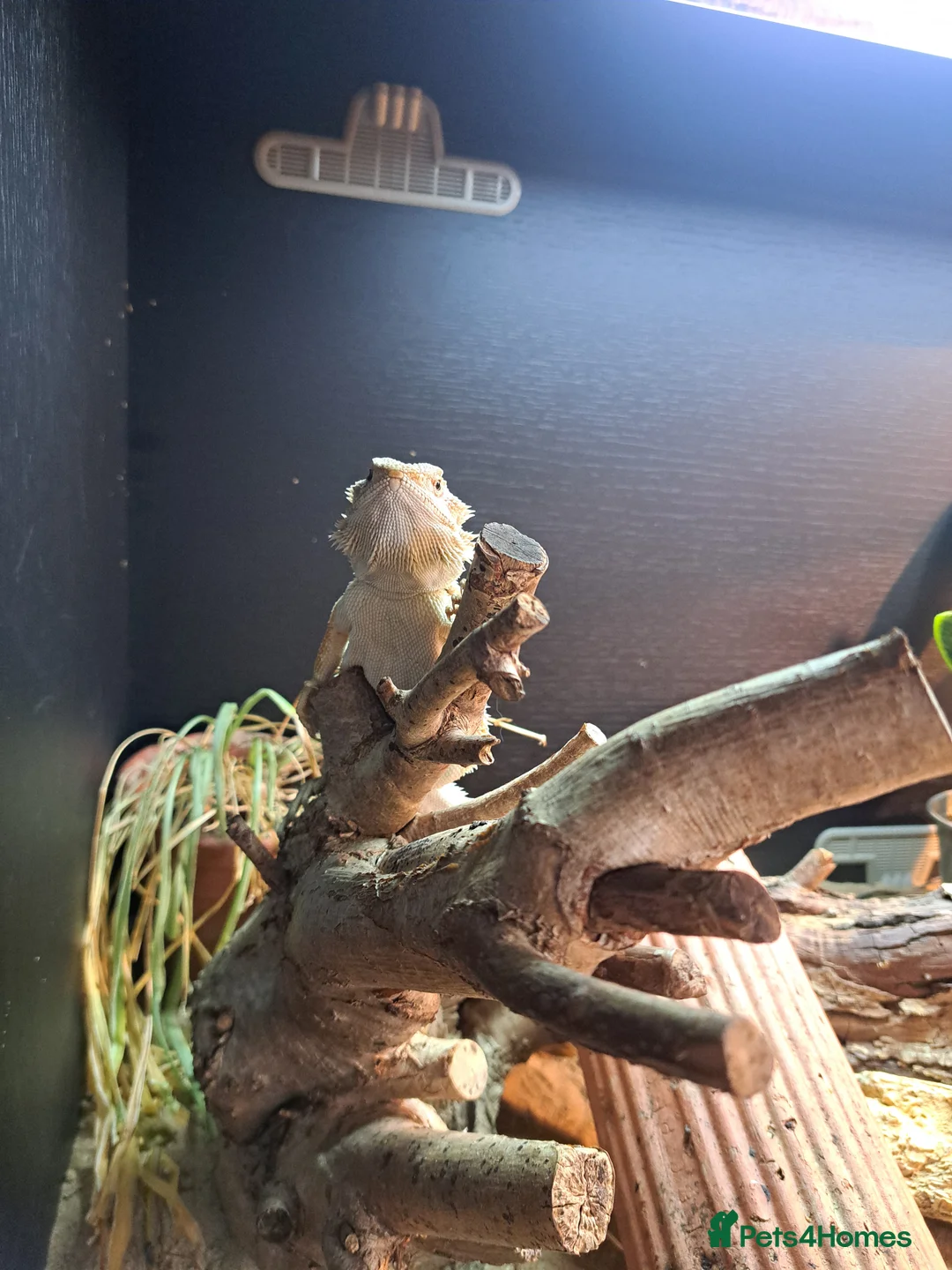 Bearded Dragon reptiles for sale: Bearded Dragon - Advert 3