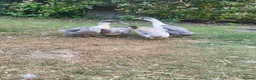 Ducks poultry for sale: Aylesbury/runner hybrid ducks in Grantham - Advert 3