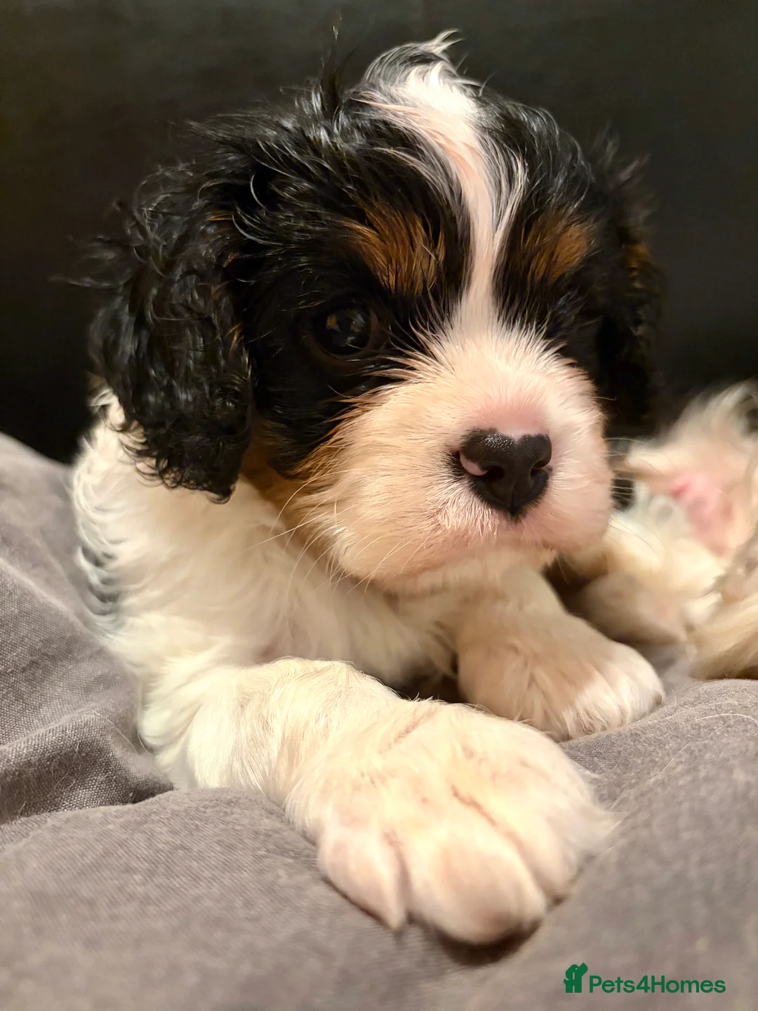 Cavalier King Charles Spaniel dogs for sale: Beautiful tri boy available  - Advert 5