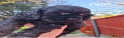 American Cocker Spaniel dogs for sale: American Cocker Spaniel puppies  - Advert 21