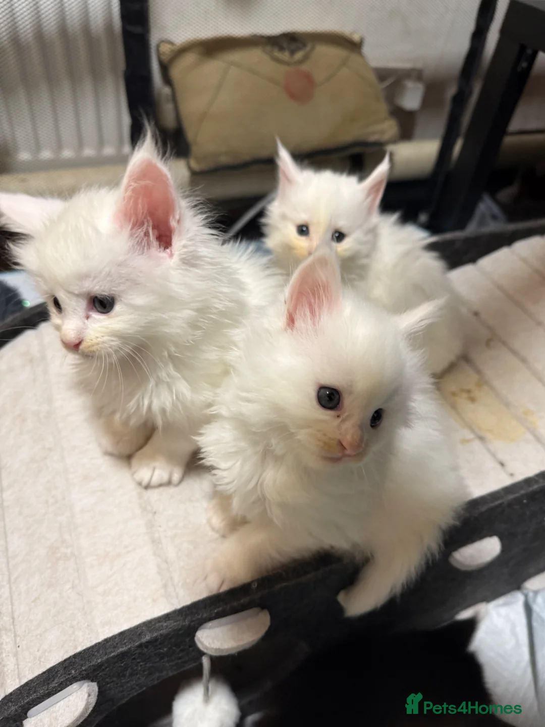 Maine Coon cats for sale: XXL Russian Bloodline Maine Coon Kittens for sale - Advert 1