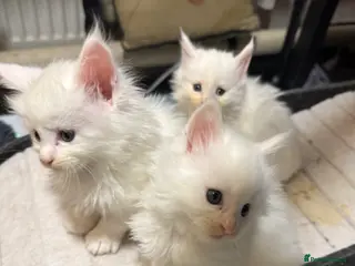 Maine Coon cats XXL Russian Bloodline Maine Coon Kittens for sale - Advert 1