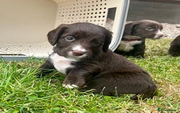 Cocker Spaniel dogs for sale: KC Registered Working Cocker Spaniel Puppies - Image 8