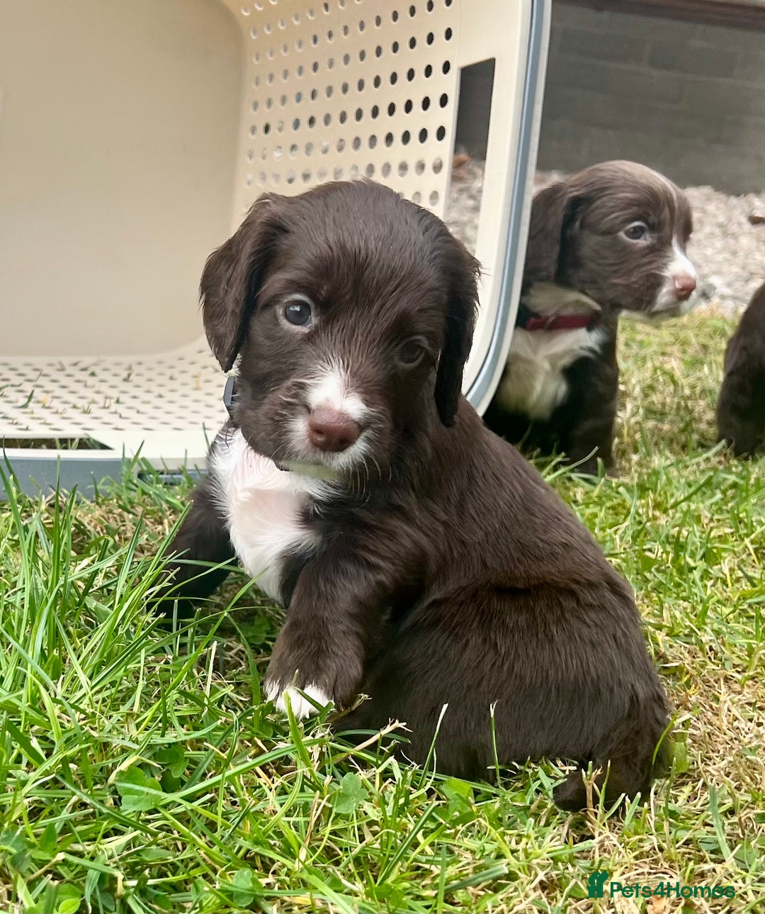 Cocker Spaniel dogs for sale: KC Registered Working Cocker Spaniel Puppies - Image 8