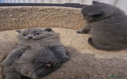 British Shorthair cats for sale: British shorthair kitties for sale - Advert 6