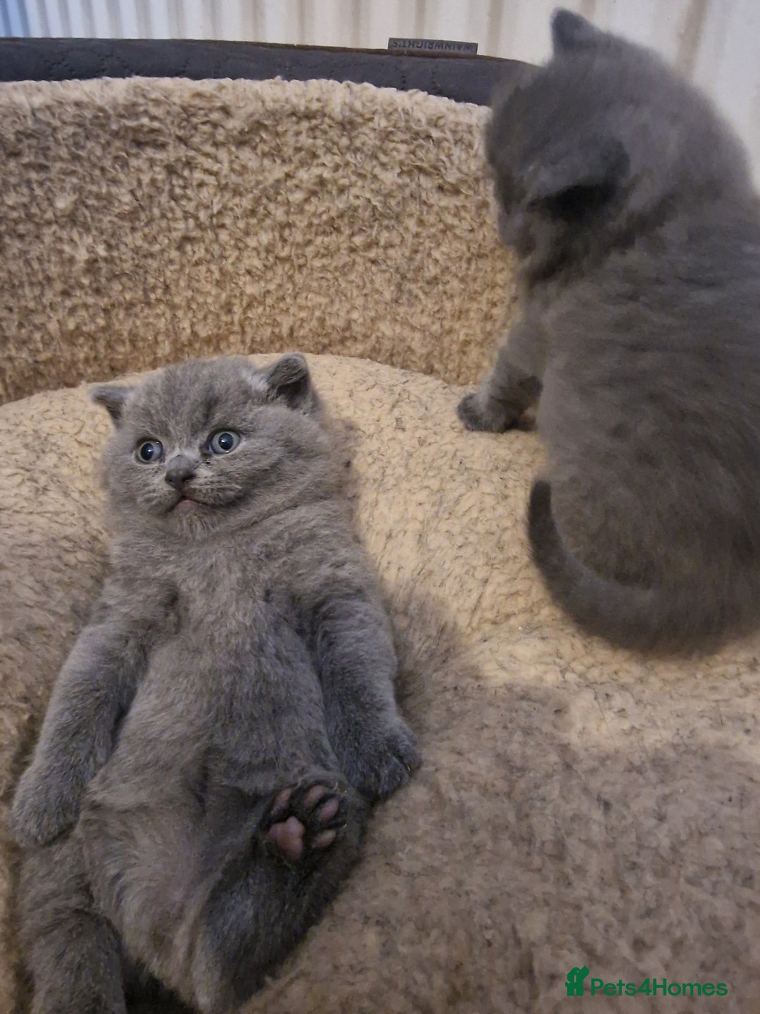 British Shorthair cats for sale: British shorthair kitties for sale - Advert 6