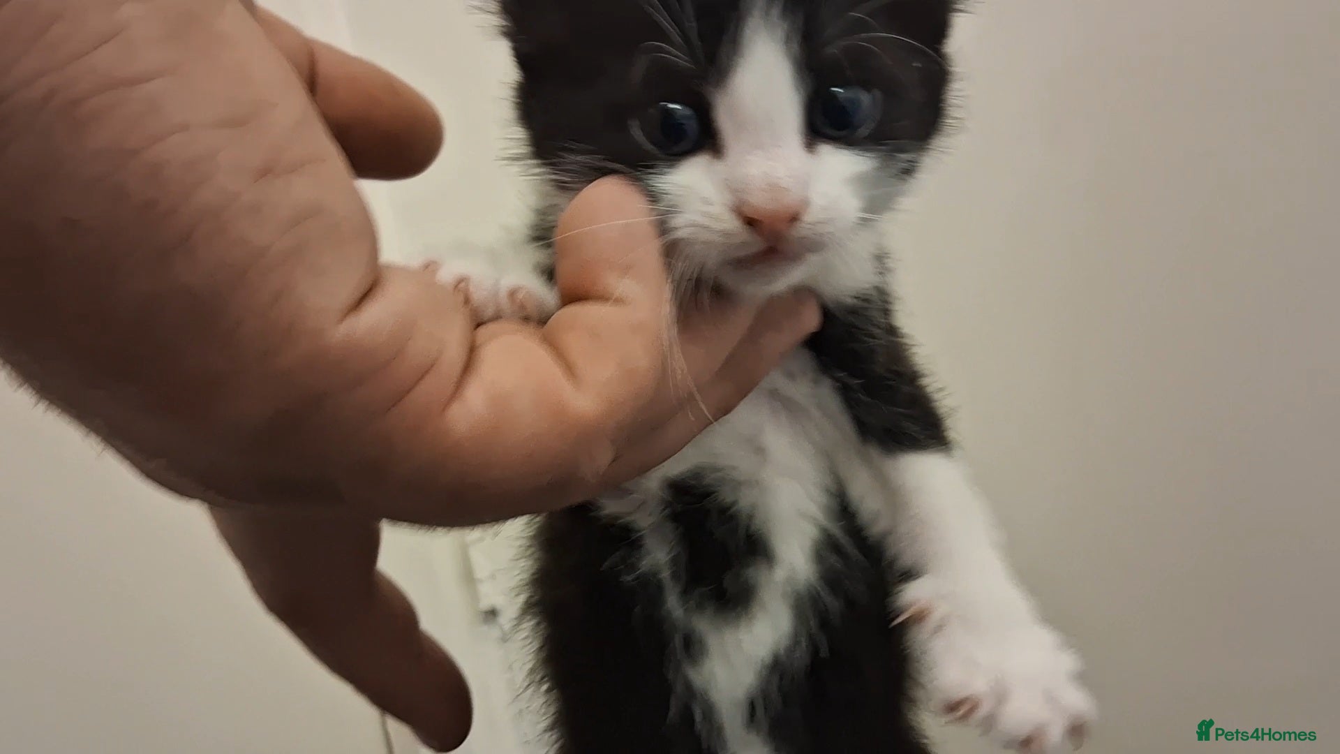 Domestic Shorthair cats for sale: 2 BEAUTIFUL KITTENS AND MUM AVAILABLE - Advert 12