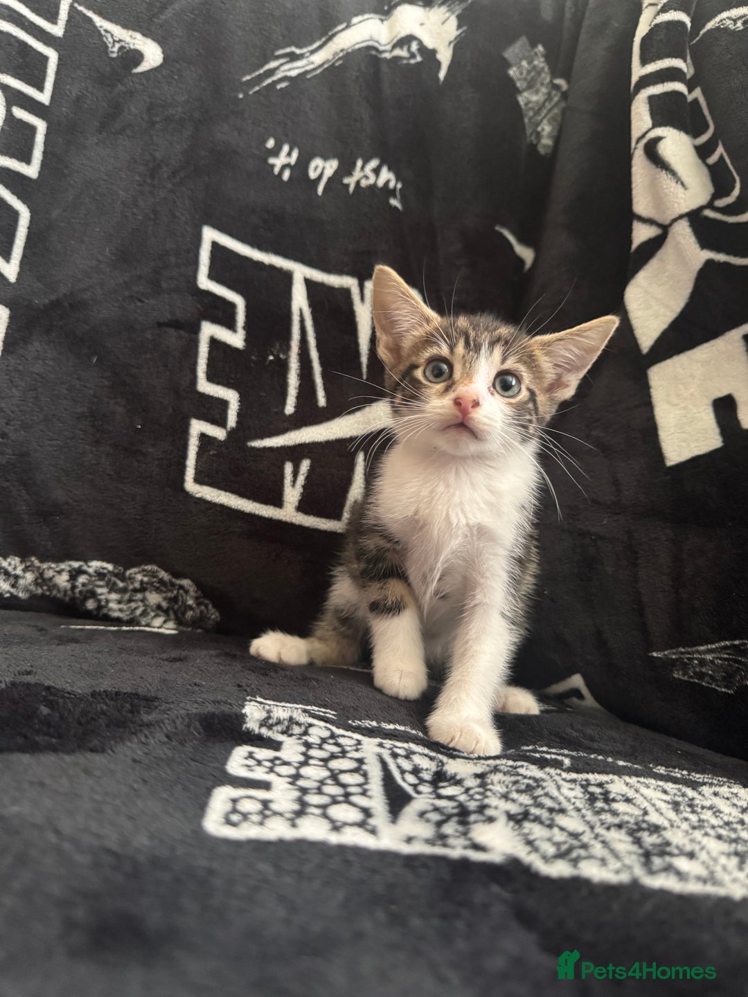 Mixed Breed cats for sale: Tabby/calico  - Image 19