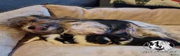 Biewer Terrier dogs for sale: Biewer boys - Advert 6