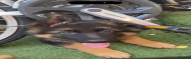 German Shepherd 4