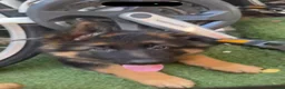German Shepherd dogs for sale: Long hair Czech/Polish German Sherpard - Advert 11