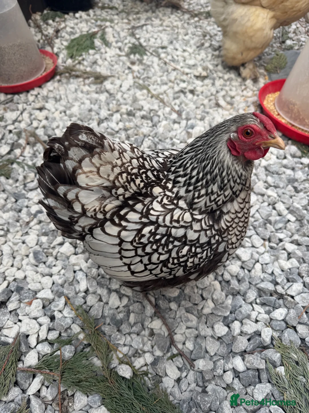 Mixed Breed poultry for sale: Point of lay hens  - Advert 1
