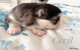 Chihuahua dogs for sale: Long coat girl and boy available  - Image 5