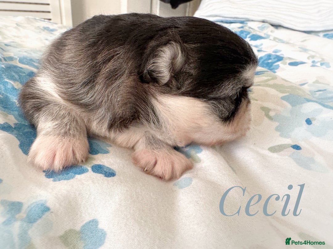Chihuahua dogs for sale: Long coat girl and boy available  - Image 5