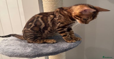 Bengal cats - Advert 1