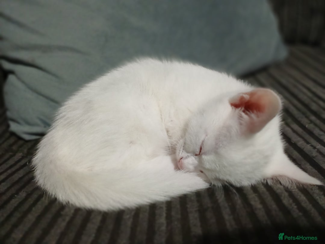 Khao Manee cats for sale: Female kitten blue eyes - Advert 4