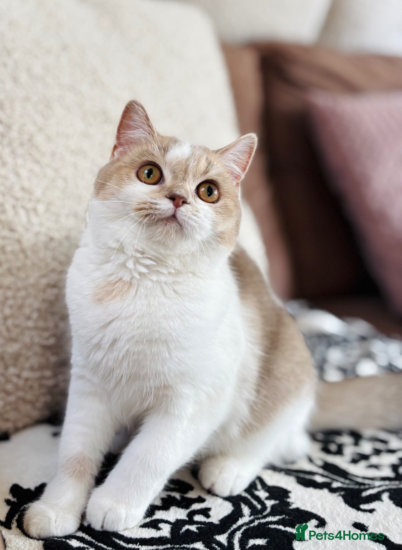 Scottish Fold cats Unique Pedigree Adorable Scottish Fold Kittens  - Advert 15