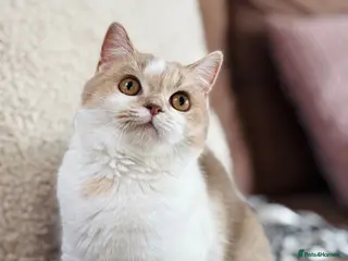 Scottish Fold cats Unique Pedigree Adorable Scottish Fold Kittens - Advert 15
