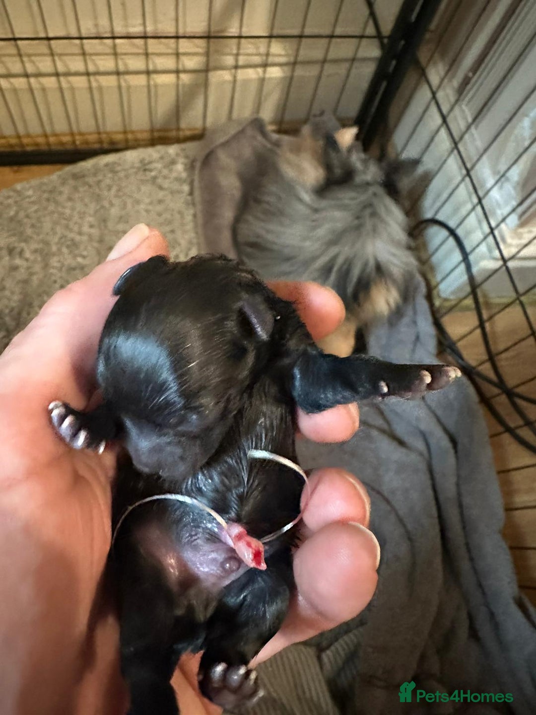 Pomeranian dogs for stud: Kai Kai lilac boy 💜  ( STUD ONLY ) (PROVEN)  in Liverpool - Advert 27