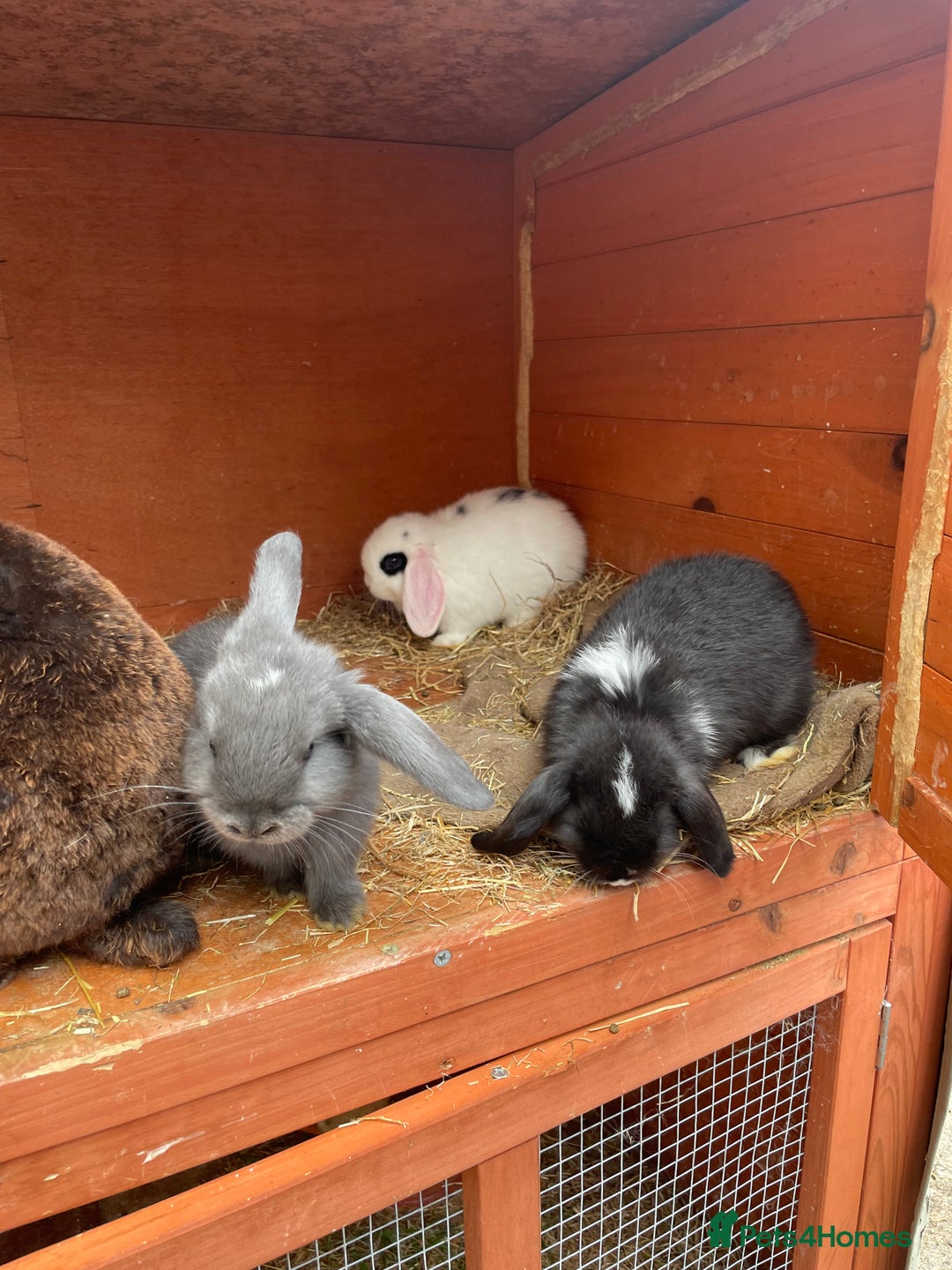 Mini Lop rabbits for sale: 5 mini lop eared Rabbits  - Image 4