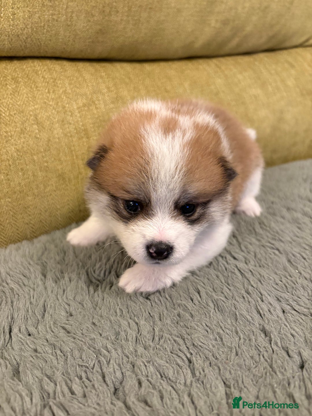 Mixed Breed dogs for sale: Pomskiba Inu Puppies. Shiba Inu x Pomsky - Advert 31