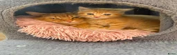 Mixed Breed cats for sale: maine coon x british short hair - Advert 6