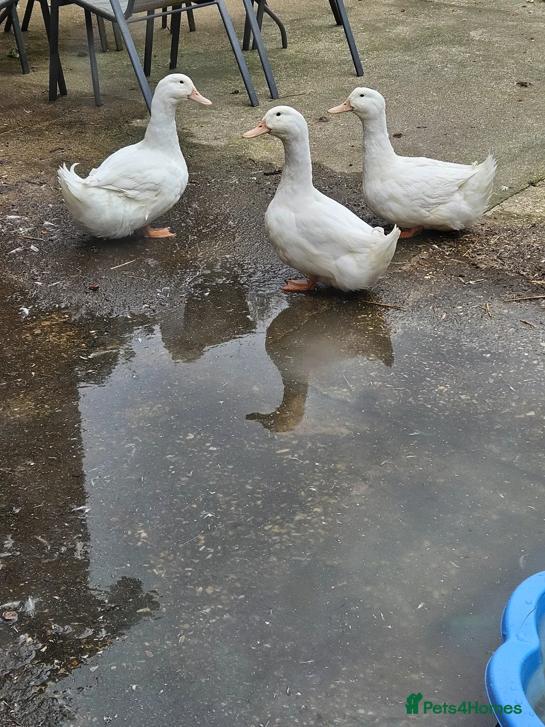 Ducks poultry for sale: 3 x male ducks for sale in Mablethorpe - Advert 3
