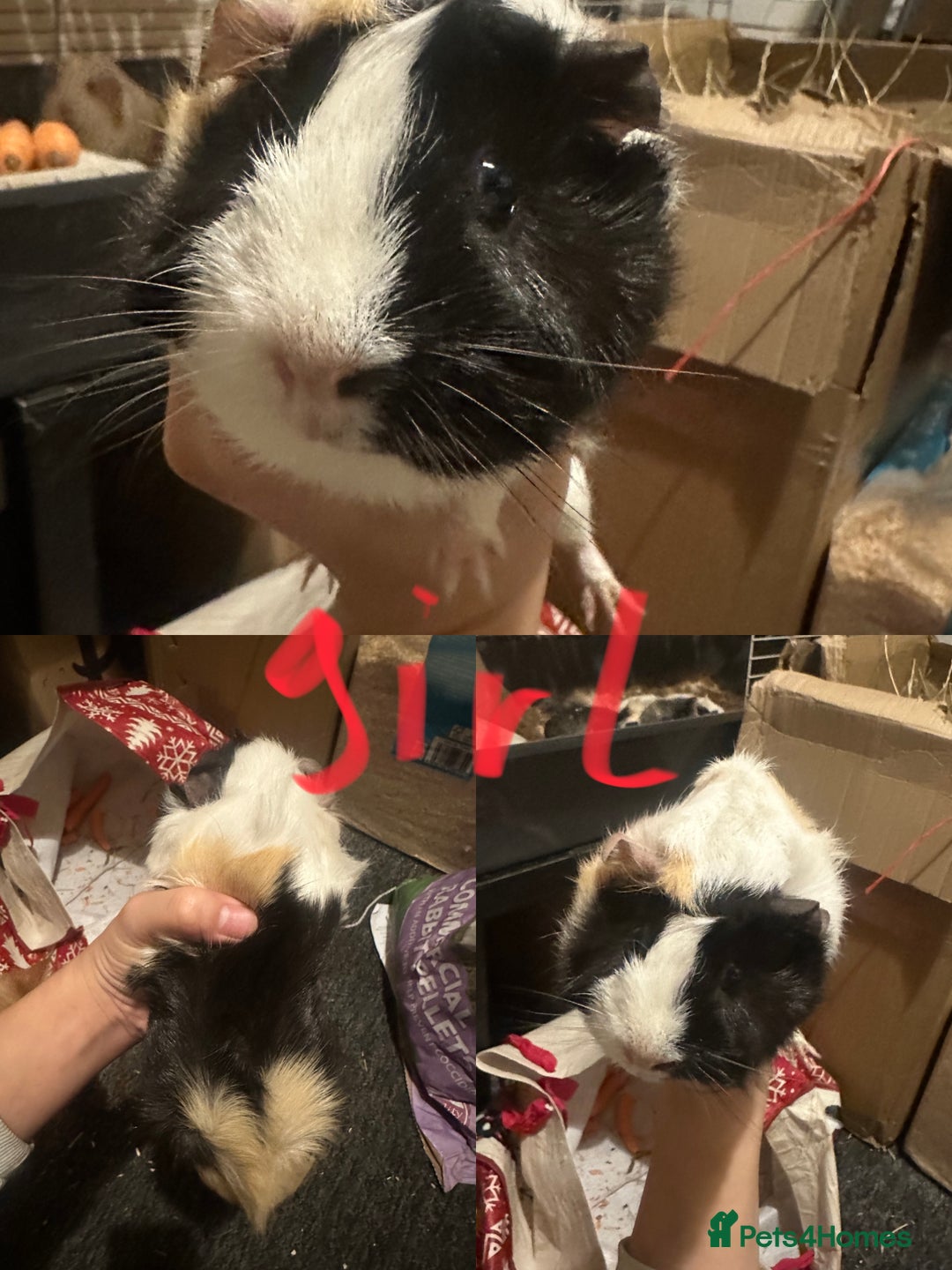 Guinea Pig rodents for sale: Lovely and friendly guinea pigs - Advert 2
