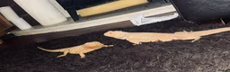 Bearded Dragon reptiles for sale: Male and female beardied with a full set up  - Advert 3