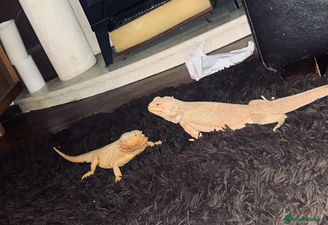 Bearded Dragon reptiles for sale: Male and female beardied with a full set up  - Advert 3