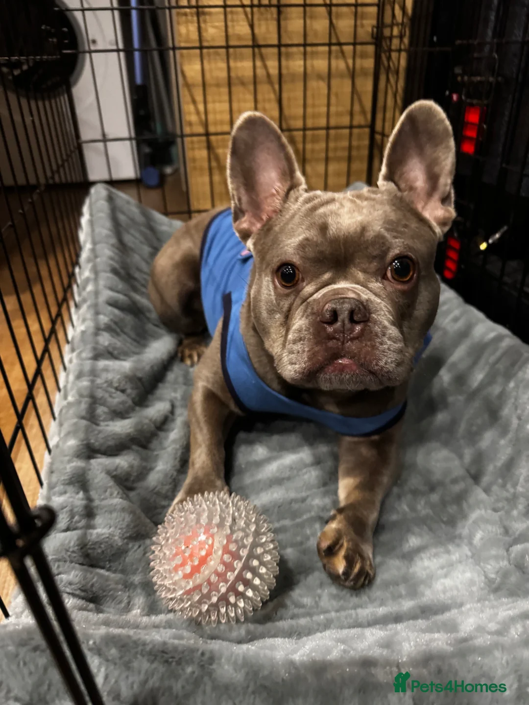 French Bulldog dogs for sale: French bulldog female rehome - Advert 12