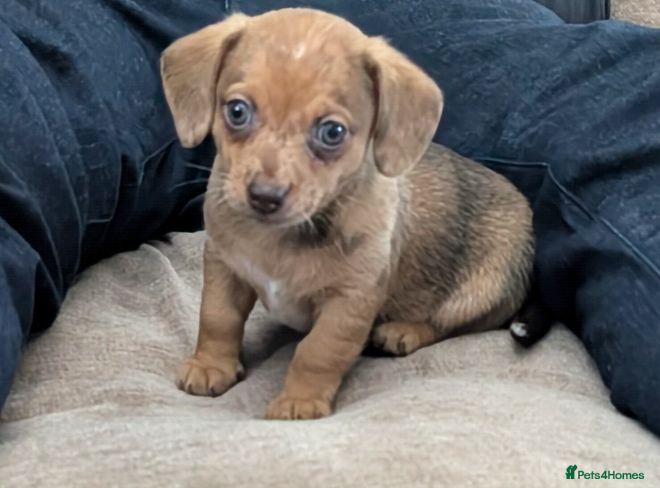 Chiweenie dogs 4 gorgeous chiweenie puppies ready in 4 weeks  - Advert 1