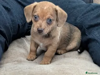 Chiweenie dogs 4 gorgeous chiweenie puppies ready in 4 weeks - Advert 1