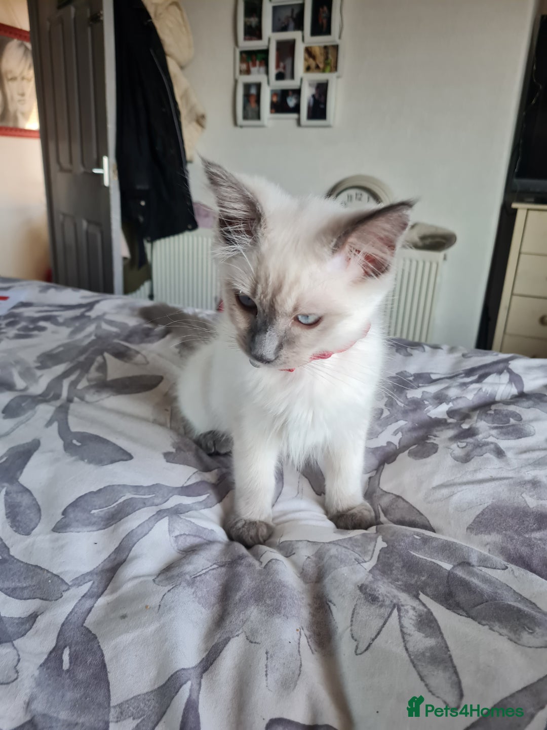 Ragdoll cats for sale: Mr Ragdoll  - Image 3