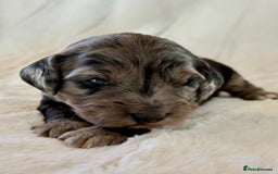 Cockapoo dogs for sale: F1b Miniature Cockapoo Pups Fully Health Tested - Advert 13